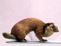 鼬獾藏品圖，第3張